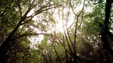 Jungle Canopy POV View Through Stock Footage