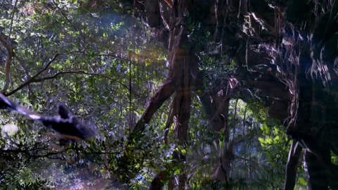 Jungle Canopy Reflected in Rippling Stream Water - Abstract Nature Vídeo Stock 304250882
