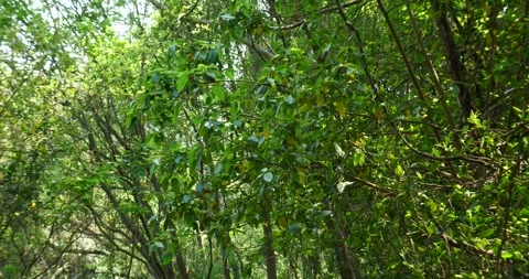 Jungle canopy, riverine forest Video stock 255837498