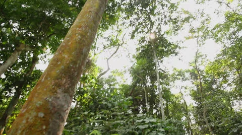 Jungle canopy tilt Vídeos de archivo 25488264