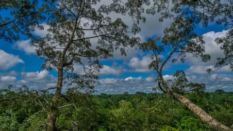 Jungle canopy Time Lapse Stock Footage 73255503