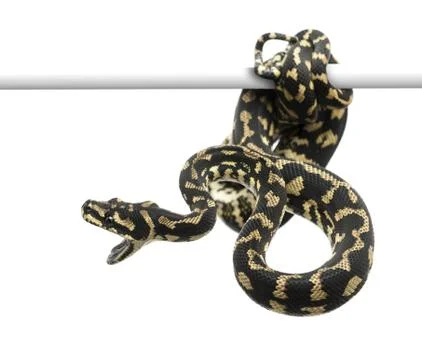 Jungle carpet python attacking, Morelia spilota cheynei against white background Foto stock