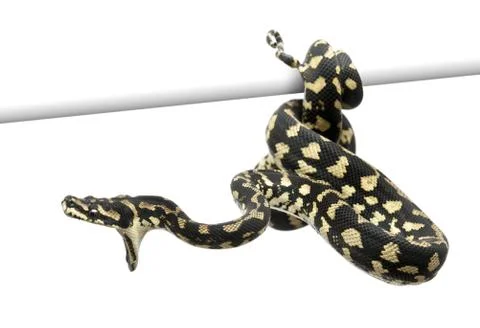 Jungle carpet python attacking, Morelia spilota cheynei against white background Photos