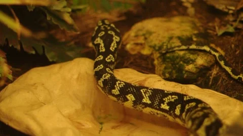 Jungle Carpet Python 스톡 동영상 8691269