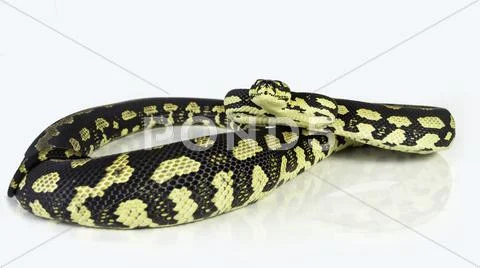 A jungle carpet python (Morelia spilota cheynei), coiled on a white backgroun Stock Photos