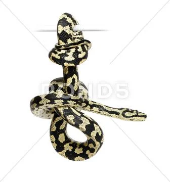 Jungle Carpet Python, Morelia spilota cheynei, black and yellow, against white b Stock Photos