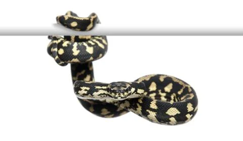 Jungle carpet python, Morelia spilota cheynei against white background 写真素材