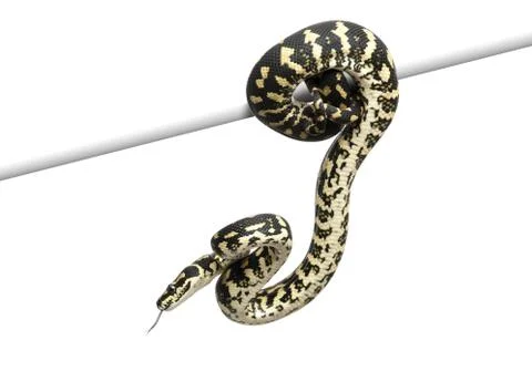 Jungle carpet python, Morelia spilota cheynei against white background 스톡 사진