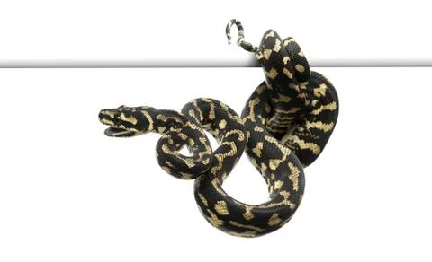 Jungle carpet python, Morelia spilota cheynei against white background Photos