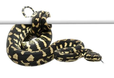 Jungle carpet python, Morelia spilota cheynei against white background 스톡 사진