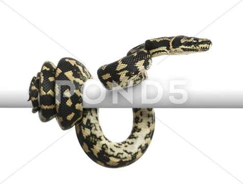 Jungle carpet python, Morelia spilota cheynei against white background Stock Photos
