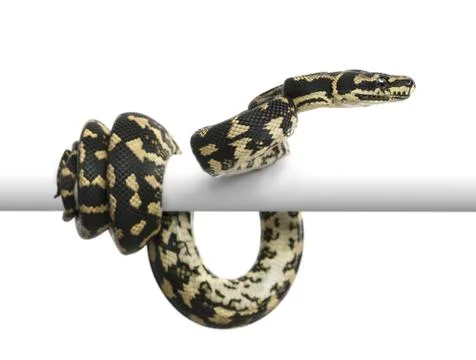 Jungle carpet python, Morelia spilota cheynei against white background 스톡 사진