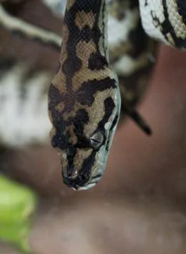 Jungle carpet python Stock Photos