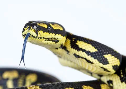 Jungle carpet python Photos