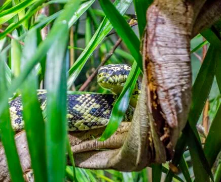 Jungle carpet python Stock Photos