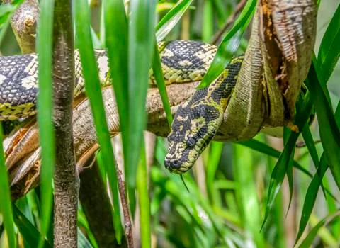 Jungle carpet python Stock Photos