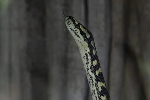 Jungle carpet python snake close up Photos