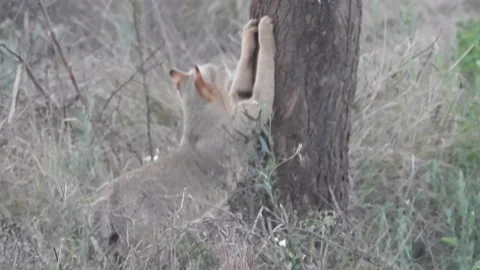 Jungle Cat Marking Territory Stock Footage 154243556