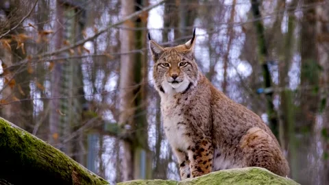 Jungle cat in the middle of the jungle Stock Footage 242395086