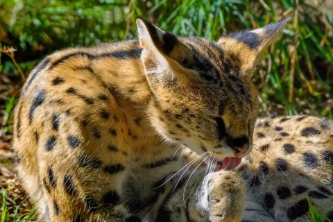 Jungle cat Stock Photos