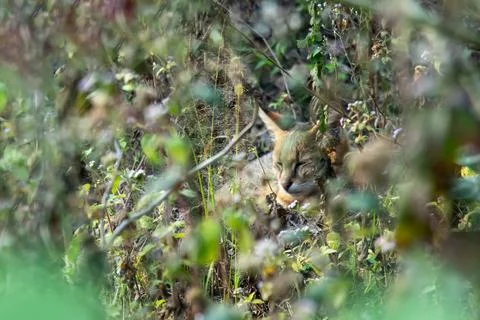 Jungle cat sleeping inside lush wilderness plants during daytime. Stock Photos