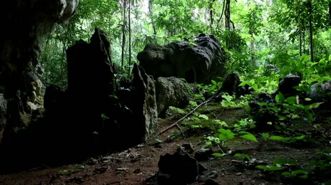 Jungle cave panning up into canopy 스톡 동영상 55379864