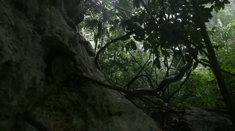 Jungle cave sliding scene during storm Stock Footage 55381804