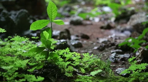 Jungle cave sliding scene Stock Footage 55380101