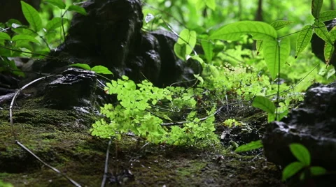 Jungle cave sliding scene Stock Footage 55380677