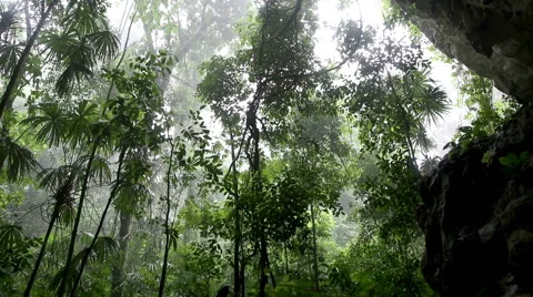 Jungle cave sliding scene Stock Footage 55381583