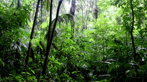 Jungle cave sliding scene Stock Footage 55384682