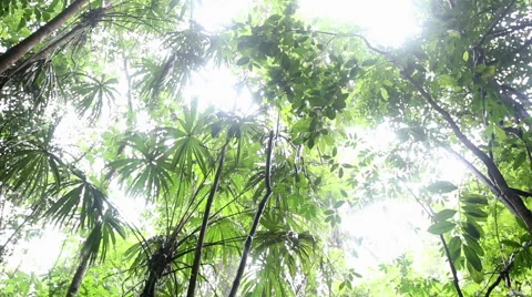 Jungle cave sliding scene Stock Footage 55385663