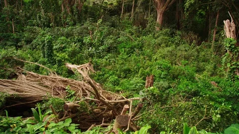 Jungle clearing, Banyon tree branches, thick vegetation rainforest trees Stock Footage 80509685