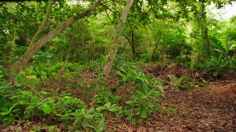 Jungle clearing, tropical trees and plants, lock off for plate. Video stock 80509815
