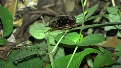 Jungle cockroach, Malaysia Vídeos de archivo 132540210