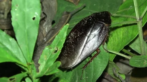 Jungle cockroach, Malaysia Stock Footage 132540221