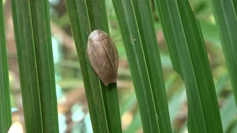 Jungle Cockroach, Malaysia Stock Footage 185463883