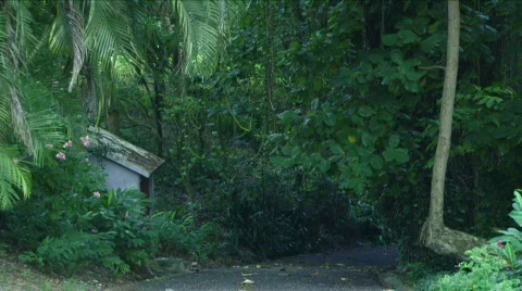 Jungle Compound - 02 Stock Footage 622034