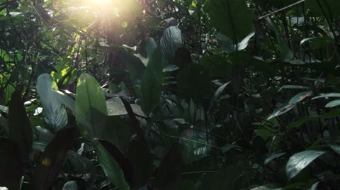 Jungle in the Congo Video stock 33639326