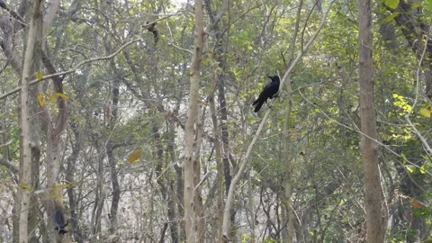 Jungle Crow Stockbeeldmateriaal 332581793