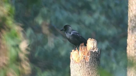 Jungle Crow Perched on Broken Tree Stump in Forest, 4K Profile Shot Видео 331051028