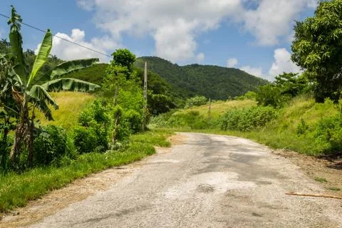 Jungle Cuba 库存照片
