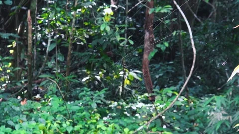 Jungle Danger Stock Footage 102713997