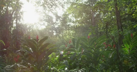 Jungle Daylight Stock Footage 262029048