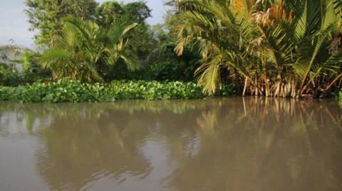 Jungle Delta Stock Footage 32274389