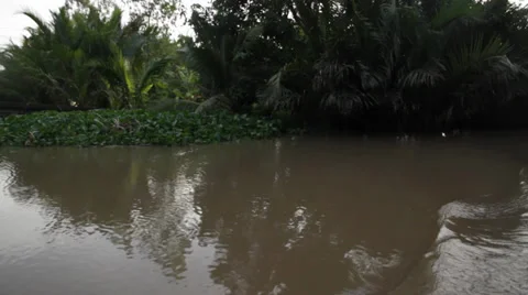 Jungle Delta Stock Footage 32274415