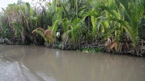 Jungle Delta Stock Footage 32274457