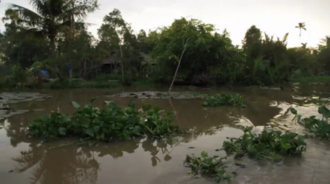 Jungle Delta Stock Footage 32274468