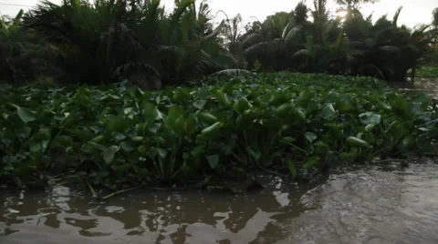 Jungle Delta Stock Footage 32274479