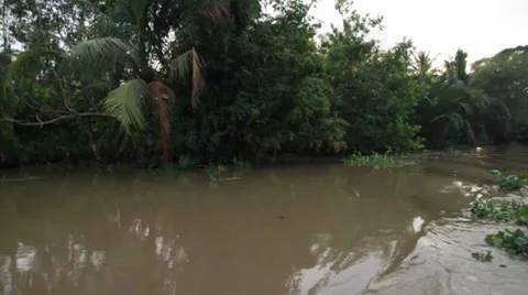 Jungle Delta Stock Footage 32274524